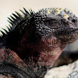Marine Iguana