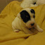 chiots 006.jpg chiots 006.jpg