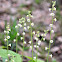 Bishop's Cap