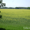 dsc06825.jpg