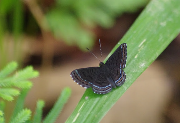 Riodinidae : Charis anius CRAMER, 1776, mâle. Bagne des Annamites, 19 novembre 2012. Photo : J.-M. Gayman