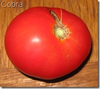 cobra tomato