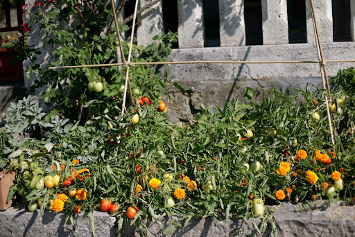 My tomatoes are rich and hearty from a summer in the sun.