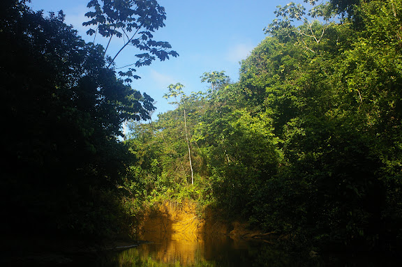 Crique Ipoussing, affluent de l'Approuague (Guyane). 20 novembre 2011. Photo : J.-M. Gayman