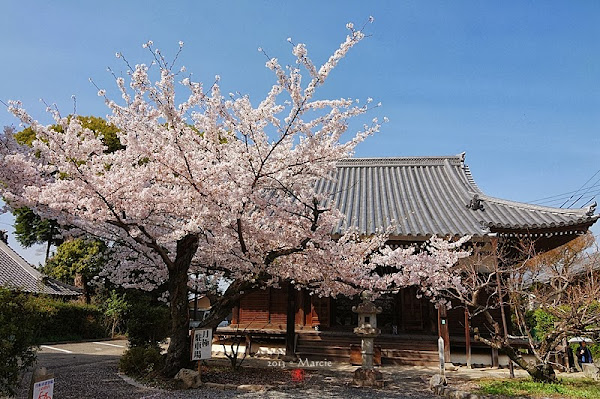 京都真如堂