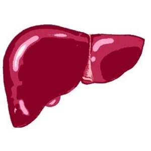 [What-Does-The-Liver-Do-300x300%255B3%255D.jpg]