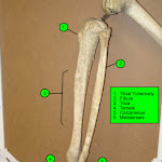 leg_labeled.jpg