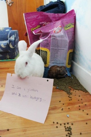 [bunny-rabbit-shaming-6%255B2%255D.jpg]