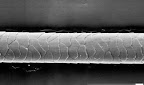 A hair follicle from a Himalayan feline!  Those cats are so busted blaming us for their sneezing!