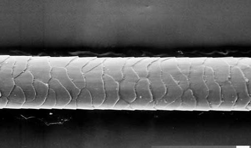 A hair follicle from a Himalayan feline!  Those cats are so busted blaming us for their sneezing!