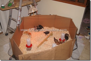 Backyard Chickens Brooding with deer netting Backyard Chickens Brooding with deer netting