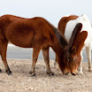 The Wild Horses of Assetaegue Island-6110.jpg