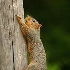 Squirrels
