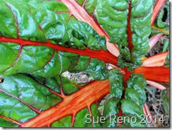 Sue Reno, Rainbow Swiss Chard