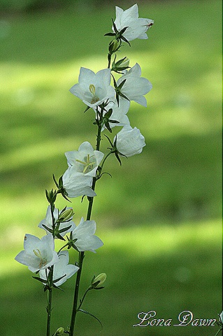 [Campanula_ChettleCharm%255B8%255D.jpg]