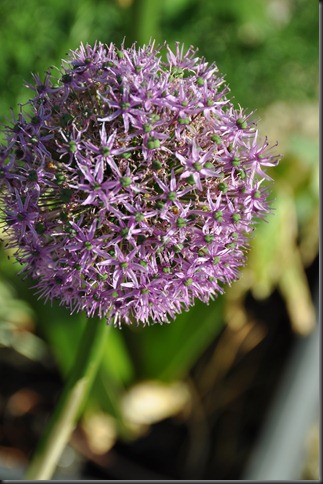 DSC_0078 DSC_0078