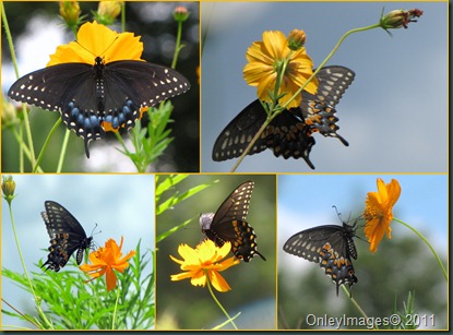 swallowtail collage