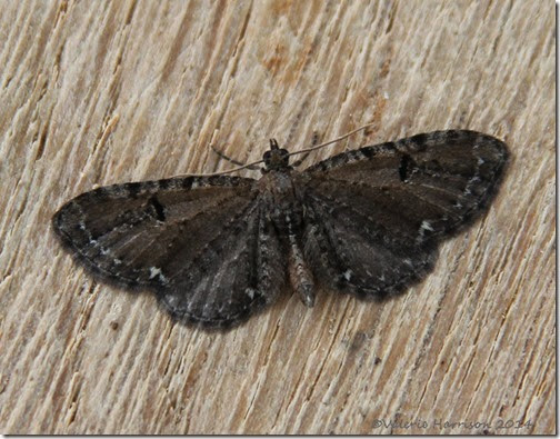 currant-or-common-pug currant-or-common-pug
