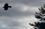 3 - I've heard folks say that crows are a bad omen of things to come.