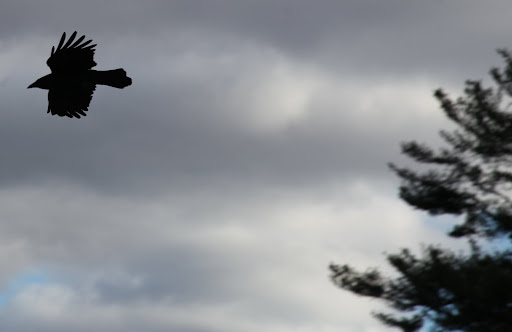 3 - I've heard folks say that crows are a bad omen of things to come.