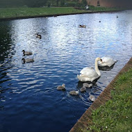 Swans and Cygnets - Valentines Park, Uploaded: 16 May 2012 at 14:45 