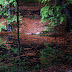 DSC_2749.JPG