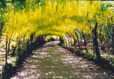 [Golden%2520Chain%2520Tree%255B6%255D.jpg]