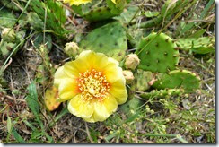 cactus 2011-06-10 004