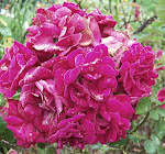 flowering rose