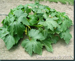 yellow squash0623 (2) yellow squash0623 (2)