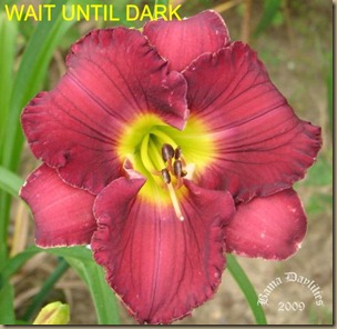 wait until dark (Small) wait until dark (Small)