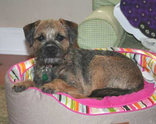 "Cadie"Mardi / Killian pupShe lives in Florida with her Family.