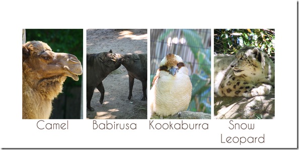 animals
