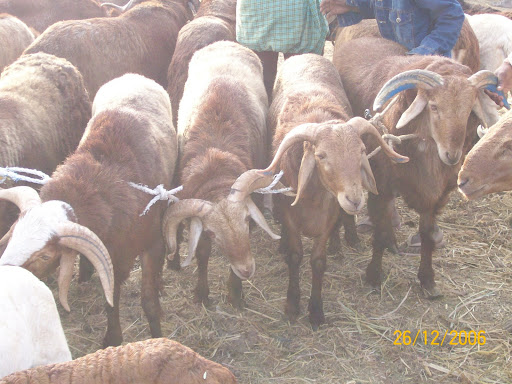 Indian+goat+farm