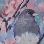 Colored Pencil Drawing of Dark-Eyed Junco
