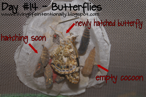 newly hatched butterflies with empty cocoon newly hatched butterflies with empty cocoon