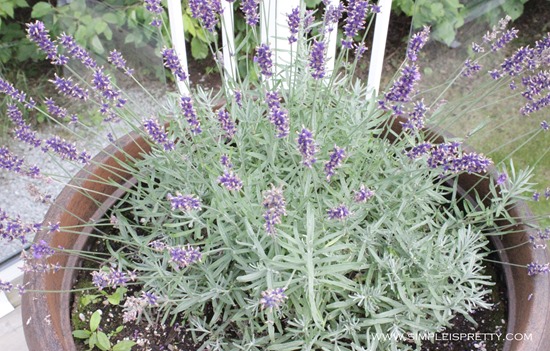 Lavender Finished Blooming for 2013 from www.simpleispretty.com