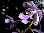 Ciudad de las Flores