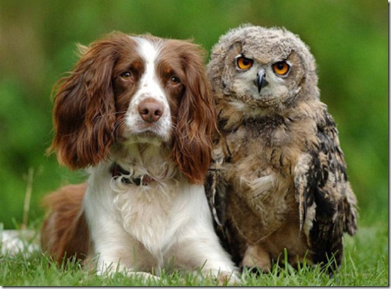 animals-worried-face-3