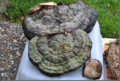 dye with Phellinus chrysoloma