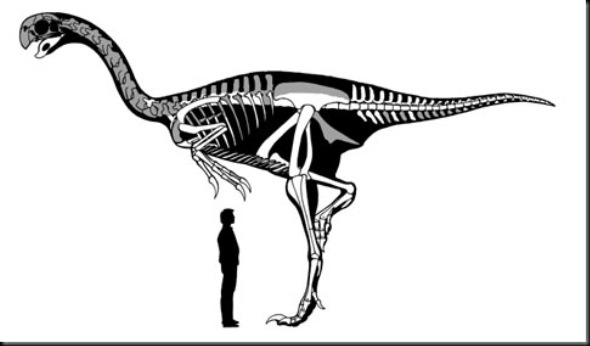 gigantoraptor.esqueleto.xu.2007.coppy]