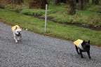 I'm right behind you, Franny!  We simply can't lose any more trees on the farm!