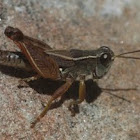 Wingless grasshopper