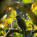Asian Brown Flycatcher
