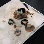 cow_sheep_eye_01.JPG