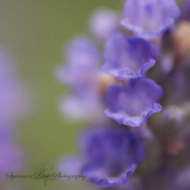 [Lavender-1-SycamoreLane%2520Photography%255B6%255D.jpg]