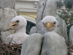 Baby eagles at the Bellagio Conservatory and Botanical Garden.