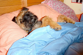 "Henry"  taking a snooze.