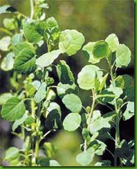 Porophylum ruderale