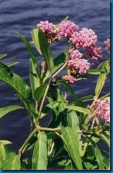 Monarch on Swamp Milkweed Monarch on Swamp Milkweed
